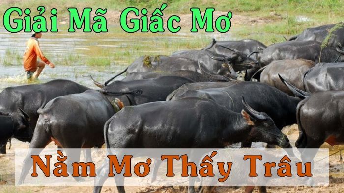 mo-thay-trau-danh-con-gi-1